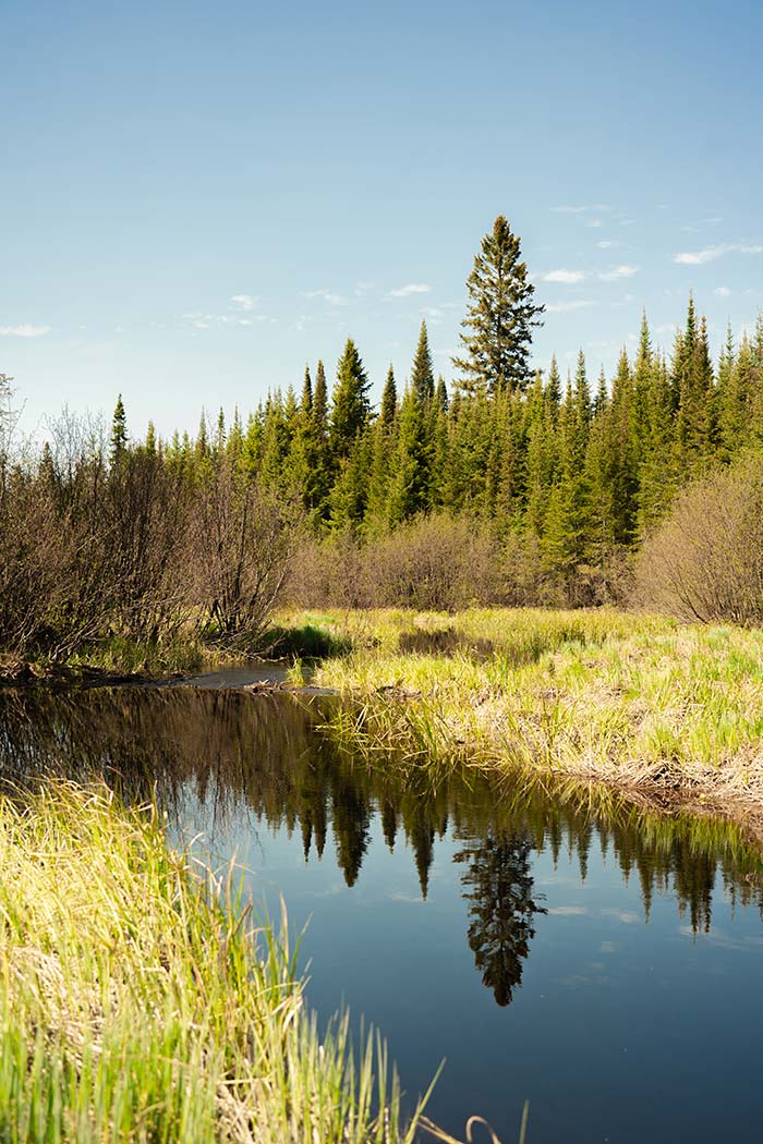 Forêt - Fourrure Abitibi360