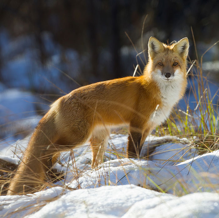 Renard - Fourrures Abitibi360